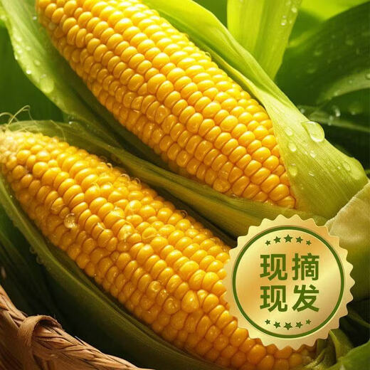 High-quality sweet corn, fresh fruit corn, freshly picked tender corn, sweet fruit corn, nutritious breakfast juice, 1.8-2Jin Jin equal to 0.5kg, with box, 2-3 pieces, starting from 300g/root