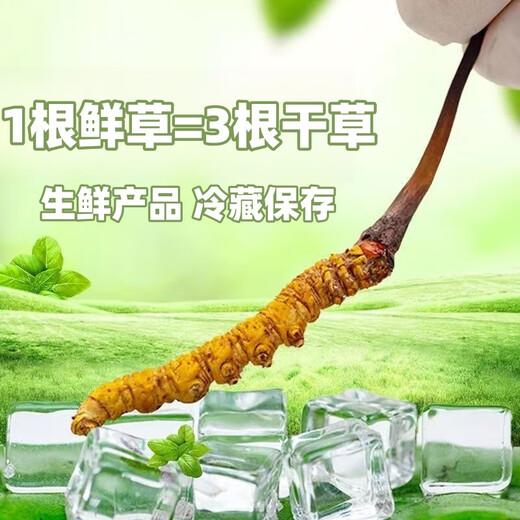 2025 Cordyceps frais Sinensis Time supérieur sélectionné Cordyceps frais SF Express Chaîne froide Origine droite CHEAUX GRANDE GROUPE FRÈS. Chaque cordyceps frais du Tibet a 0,6 gramme de 30 morceaux de 30 pièces