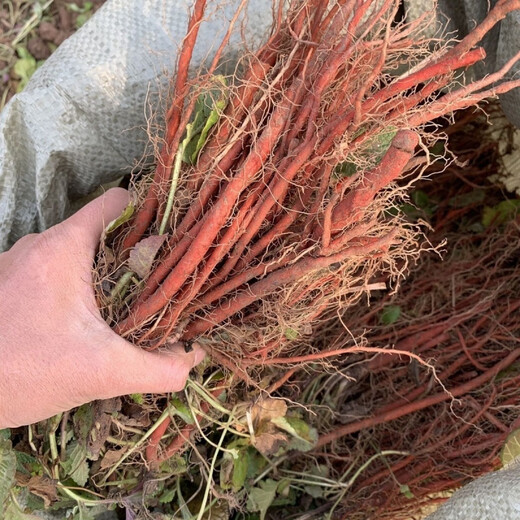 Freshly dug and sold fresh Shandong purple-flowered Salvia miltiorrhiza seedlings Salvia miltiorrhiza seedlings wholesale live seedlings 10 Salvia miltiorrhiza seedlings (small seedlings)