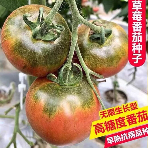 Local large tomato seeds, high yield, super sweet, large red fruit, large tomato seeds, high temperature vegetable melon and fruit seeds, strawberry tin tomatoes, about 400 capsules 1 pack
