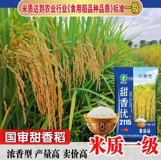 Новый вид Tianxiangyou 2115 Zhuangxiangyou 1205 гибридный высокоурожайный рисовый семенной рис первого сорта с сильным вкусом рис длиннозерный ароматный рис 25-летний новый вид Tianxiangyou 2115 оригинальный x1 мешок Всего 1