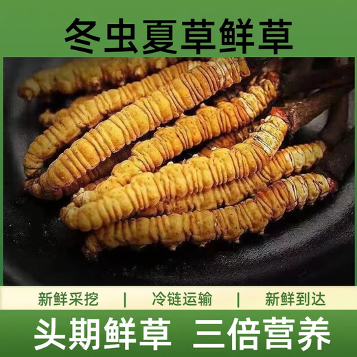 2025年头期鲜草新鲜冬虫夏草正品鲜虫草天然鲜虫草营养滋补送礼 西藏鲜草0.5-0.6克/条 20条送1条 冬虫夏草  顺丰发货