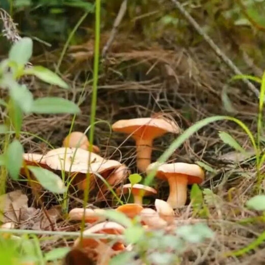 
The yield of pine mushrooms in Yunnan is higher than that of mushroom mushrooms and mushrooms. Pine mushrooms can be grown in flower pots. The new season's high-yield yellow pine mushrooms are produced. 678 mushroom strains are produced repeatedly + planting instructions