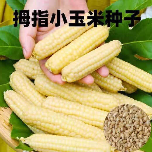 Qizhe Xishuangbanna Xiangnuo Thumb Corn Seeds Yunnan Thumb Corn Seeds Milk Finger Seeds Complete Collection New Seeds 1 Pack About 50 Grains +