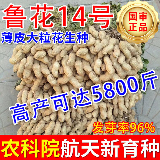 Shandong Academy of Agricultural Sciences peanut seed excellent variety Luhua No. 14 large early-maturing drought-resistant shelled original seed Agricultural Science Direct* original seed Luhua No. 14-3Jin Jin is equal to 0.5 kg