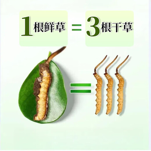 2025年头期鲜草新鲜冬虫夏草正品鲜虫草天然鲜虫草营养滋补送礼 西藏鲜草0.5-0.6克/条 20条送1条 冬虫夏草  顺丰发货
