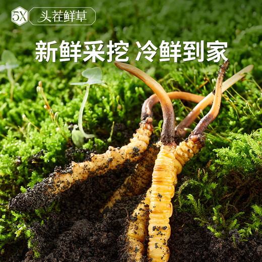 Ayishe The first fresh Cordyceps sinensis fresh Cordyceps gift box in 2025 is delivered to the elders in the Dragon Boat Festival gift 0.6 grams/root 100 gift boxes