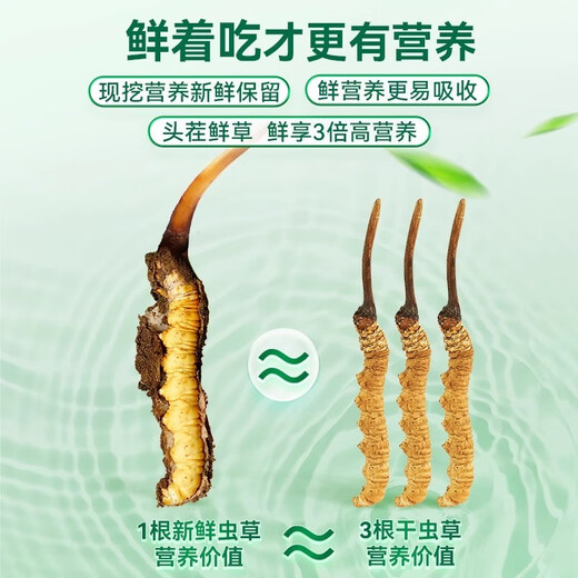 至未微当季鲜冬虫夏草鲜虫草送礼送父母送长辈滋补养生礼品顺丰冷链速发 五根装鲜虫草【0.6-0.8克/一根】