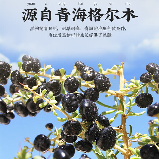 Shenbentang auténtico Qinghai Black Wolfberry sin azufre Smoked Wolfberry 30 bolsas Independent Pe Small Packaging