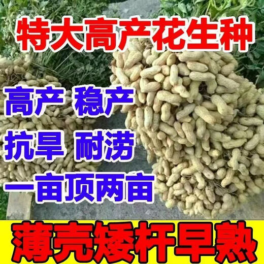 Shandong Haihua No. 1 Peanut Seed Academy of Agricultural Sciences Thin-shell Large Peanut Seed Wholesale 3Jin Jin equals 0.5kg