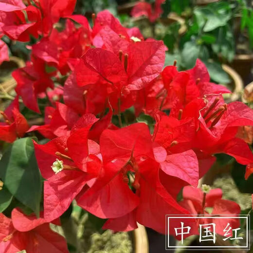 1,158 people have praised the bougainvillea seeds that bloom frequently in all seasons and are authentic Brazilian rare varieties of climbing vines with three double petals. Angus bougainvillea seeds 20 capsules