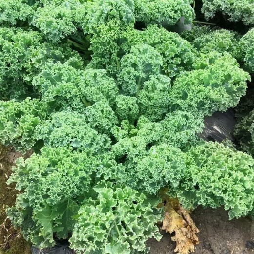 Kale seeds, cold-resistant edible olives on the balcony, easy to grow potted vegetable seeds in the field, kale seeds, a good choice for new species, 1 pack of about 200 capsules