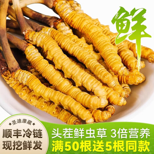 藏姑娘特级新鲜冬虫夏草藏区野外虫草礼盒装正品节日礼品送父母长辈领导 【鲜虫草0.7克左右/根】20根