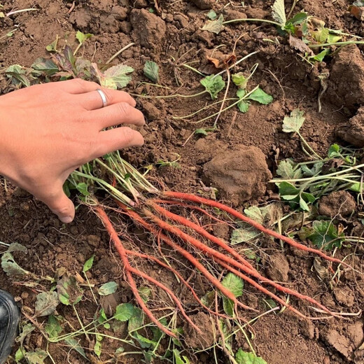 Freshly dug and sold fresh Shandong purple-flowered Salvia miltiorrhiza seedlings Salvia miltiorrhiza seedlings wholesale live seedlings 10 Salvia miltiorrhiza seedlings (small seedlings)
