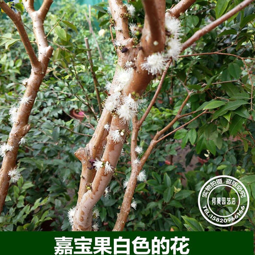 Jiabao Fruit Seedlings Sabah Jiabao Fruit Seedlings Grape Fruit Seedlings with Soil and Leaves Dongguan 13-year-old store 7-year-old tree Sabah 6173 141cm (inclusive)-170cm (inclusive)