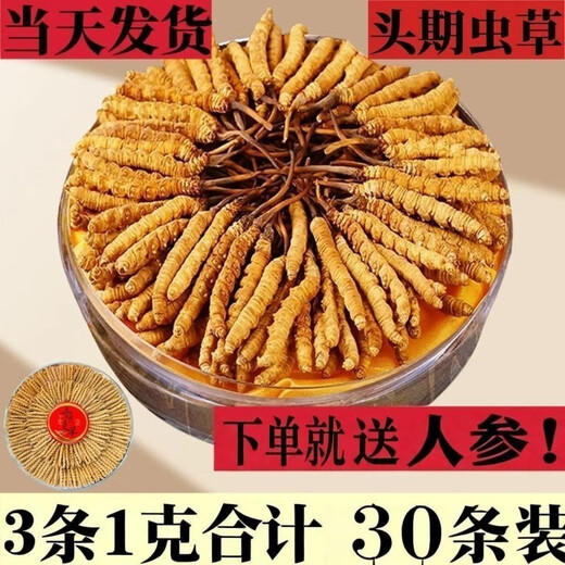 西那藏曲冬虫夏草精选虫草足干虫草高海拔头期冬虫夏草礼盒可选 那曲虫草3根1克100条-送10条
