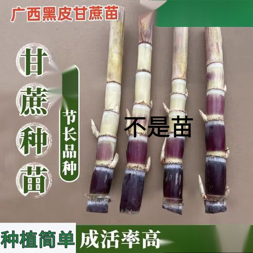 Guangxi authentic black sugarcane seedlings seedlings sugarcane seeds wholesale potted plants can be planted crispy and sweet, can be planted in the north and south, 2 black sugarcane roots with 3-6 spores, Guangxi sugarcane seedling head