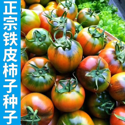Qizhe's authentic fruit, strawberry tomato seeds, super sweet iron-barrel tomato seeds, balcony field spring and autumn planting, iron-barrel strawberry tomato seeds, 2 packs/200 grains, scattered