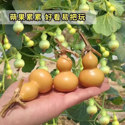 Hand-twisted small gourd seeds, ornamental potted plants for four seasons, special small-twisted seeds, 3-7 cm hand-twisted small gourd seeds, hand-selected, about 27 seeds - easy to plant