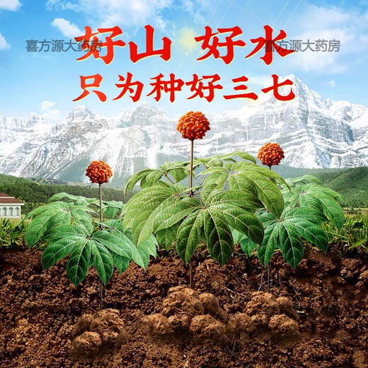 Пекин Тонгрентанг качество unnan wenshan panax notoginseng powder 18 -футового ноги специально Pure panax superfine powder tian Qi порошок 250 г/банки 500 г два банки 500 г в полном подарочном пакете