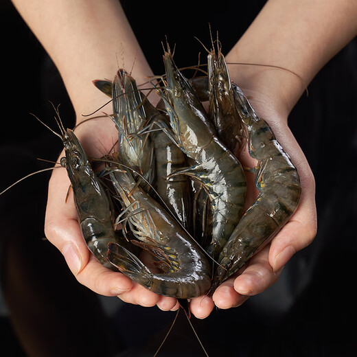 Tuoshi Thai Live Frozen Black Tiger Prawns 250g (about 12-15 pieces)