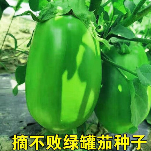 Shop Green Canned Eggplant Seeds Four Seasons Vegetables Green Eggplant Green Skin Cold-resistant Spring and Autumn Vegetables Green Round Eggplant Seeds Selected New Seeds 1 Pack of Approximately 188 Seeds Easy to Plant