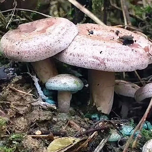 
The yield of pine mushrooms in Yunnan is higher than that of mushroom mushrooms and mushrooms. Pine mushrooms can be grown in flower pots. The new season's high-yield yellow pine mushrooms are produced. 678 mushroom strains are produced repeatedly + planting instructions