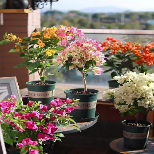 1,158 people have praised the bougainvillea seeds that bloom frequently in all seasons and are authentic Brazilian rare varieties of climbing vines with three double petals. Angus bougainvillea seeds 20 capsules