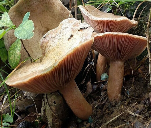 
The yield of pine mushrooms in Yunnan is higher than that of mushroom mushrooms and mushrooms. Pine mushrooms can be grown in flower pots. The new season's high-yield yellow pine mushrooms are produced. 678 mushroom strains are produced repeatedly + planting instructions