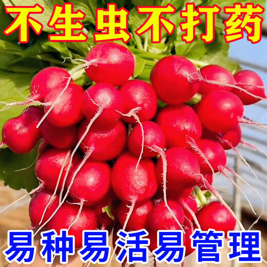 Qizhe Fruit Cherry Radish Seed Collection for Four Seasons Sowing White Radish and Carrot Seeds Balcony Potted Vegetable Seeds Fruit Cherry Radish Seeds 1 pack/300 capsules