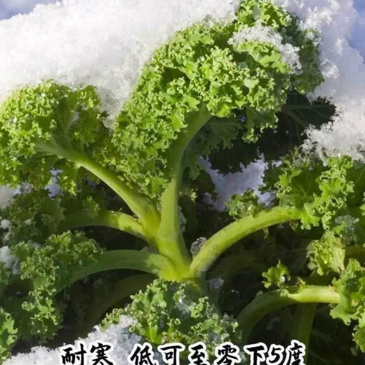 Kale seeds, cold-resistant edible olives on the balcony, easy to grow potted vegetable seeds in the field, kale seeds, a good choice for new species, 1 pack of about 200 capsules