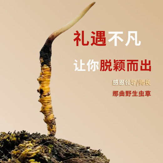 Viagra Wild Cordyceps Добавки для подарков для старейшин и родителей, чтобы увидеть пожилых людей, а пожилые люди-фестиваль фестиваля Dragon Boat Festival-высококлассные практические подарки для лидеров 1,2 г/корень 30 (подарки на пакет с засушенным винодельческим медицином в секретном золоте))