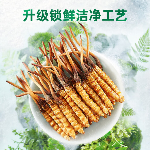 Purple and blue flowers sea fresh Cordyceps sinensis first stubble Cordyceps gift box for self-use 0.5-0.6g/root 50