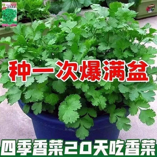 Easy to germinate large-leaf coriander seeds coriander seeds heat-resistant four-season balcony indoor potted seeds vegetable seeds four-season large-leaf coriander about 1000 capsules 1 pack