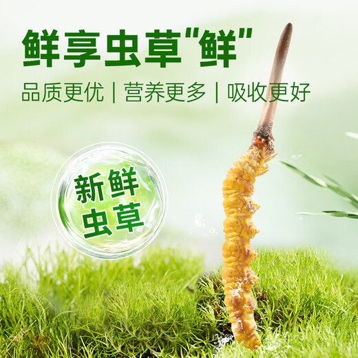 源江草新鲜冬虫夏草 2025新鲜虫草 滋补营养品 大号断草-50克