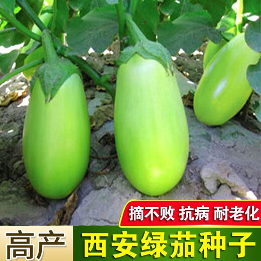 Shop Green Canned Eggplant Seeds Four Seasons Vegetables Green Eggplant Green Skin Cold-resistant Spring and Autumn Vegetables Green Round Eggplant Seeds Selected New Seeds 1 Pack of Approximately 188 Seeds Easy to Plant