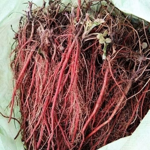 Freshly dug and sold fresh Shandong purple-flowered Salvia miltiorrhiza seedlings Salvia miltiorrhiza seedlings wholesale live seedlings 10 Salvia miltiorrhiza seedlings (small seedlings)