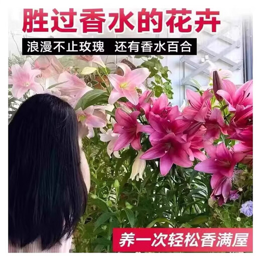 Perfume lily bulbs with buds bloom all year round, indoor and outdoor balcony multi-headed lilies are cold-resistant and easy to grow, mixed colors, shipped with buds, 5 balls (cheaper)