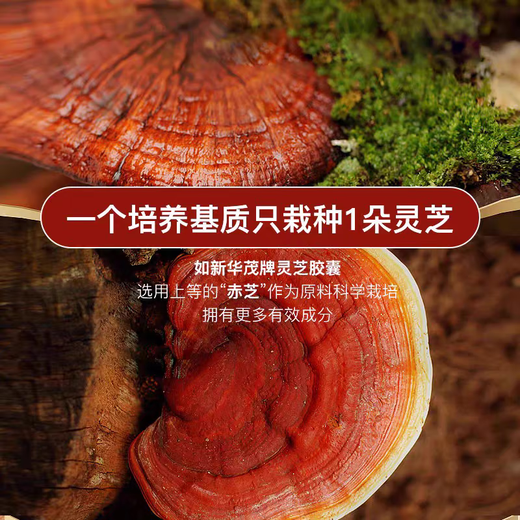 
NU SKIN domestically produced such as Xinhuamao brand Ganoderma lucidum capsules broken walls, such as Xin Ganoderma lucidum spore powder, official website genuine enhancement of immunity