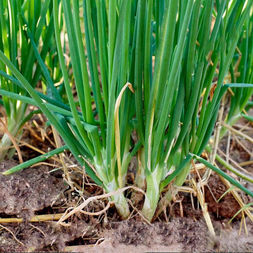 Divide multiple onion seeds into four-season potted plants that are heat-resistant and cold-tolerant. Divide multiple small chive seeds into 3 packs of onion seeds.