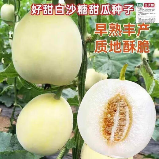 Qizhe Super Sweet White Sugar Melon Seed Super Sweet Early Melon Ripe Seed White Honey Melon Can High Yield Sweet Sugar Melon Seed Fruit All Seasons White Sugar Honey Melon Seed Trial Pack 5