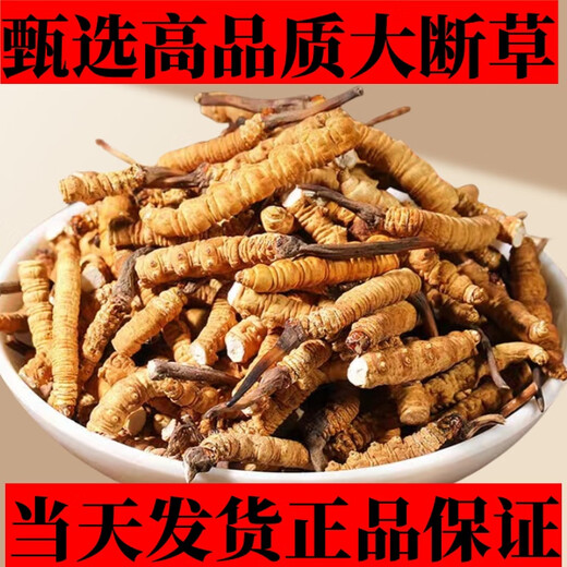 Cordyceps sinensis broken grass authentic first-rate Cordyceps in Tibetan areas home-packed self-eating first choice 10 grams get 1 gram more buy more buy more buy more buy more buy more buy 60 grams get 6 grams