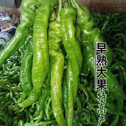Four Seasons Planting Extra Large Spicy Pepper Thin-Skinned Spicy Chili Seeds Hangzhou Pepper Garden Potted Seasonal Vegetables Spicy Big Fruit Spicy Pepper Seeds New Species Selected 205 7WQ