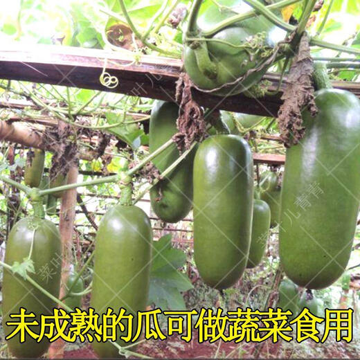 Red honey melon, South American fragrant ham and melon seeds, fruits and vegetables, seed juice like honey, ham and melon, 10 pieces in bulk