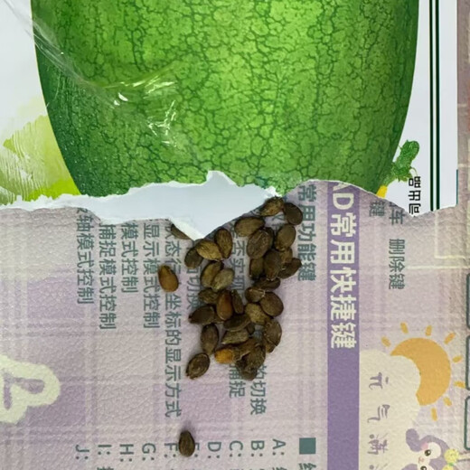 Xinhongbao watermelon seedlings extra large early maturing four-season disease-resistant green extra large sweet lazy watermelon seeds giant watermelon seedlings A Xinhongbao watermelon seeds 1 pack