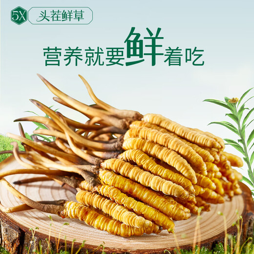 阿依舍新鲜冬虫夏草0.7-0.8g/根100根头茬鲜虫草补品【源头直发】包邮