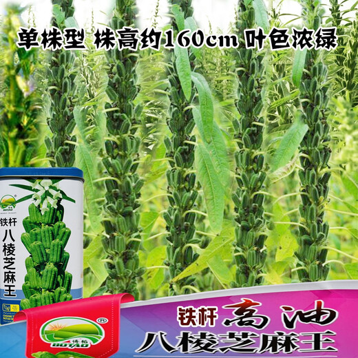 八棱白芝麻种子早熟榨油专用白芝麻种籽油量高耐旱耐重茬芝麻籽 铁杆八棱芝麻王原装400克*1盒