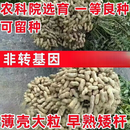 Haihua No. 1 Peanut Seed Academy of Agricultural Sciences New Variety Shelled Thin Shell Large Peanut Seeds Thin Shell Peanut Seeds Original Academy of Agricultural Sciences 5Jin Jin equals 0.5kg (unpacked in bulk)