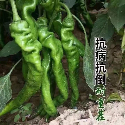 Four Seasons Planting Extra Large Spicy Pepper Thin-Skinned Spicy Chili Seeds Hangzhou Pepper Garden Potted Seasonal Vegetables Spicy Big Fruit Spicy Pepper Seeds New Species Selected 205 7WQ