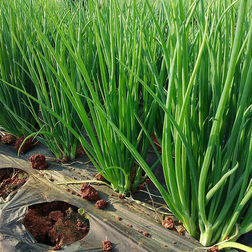 Divide multiple onion seeds into four-season potted plants that are heat-resistant and cold-tolerant. Divide multiple small chive seeds into 3 packs of onion seeds.